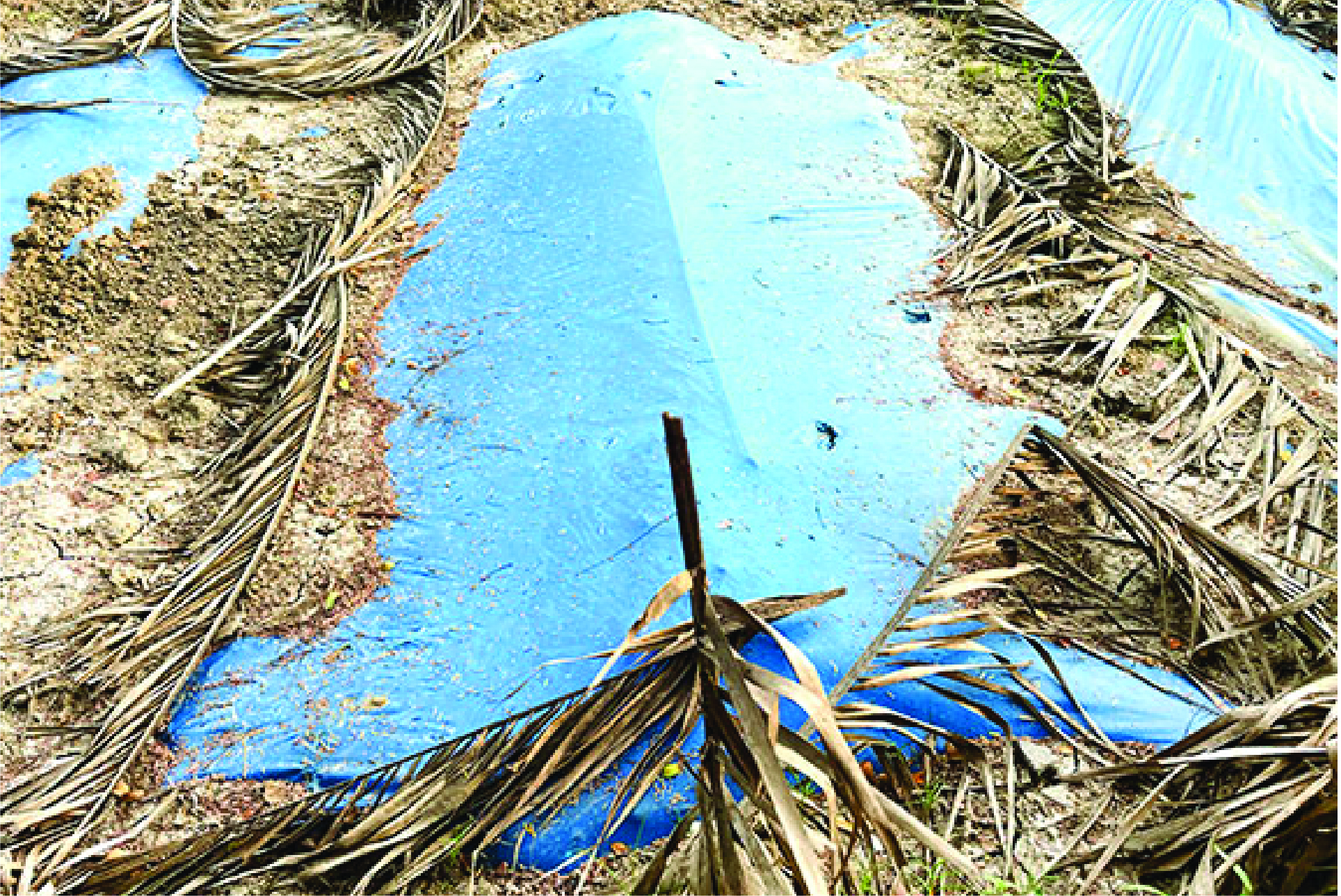 Image of মো: মিনারুল ইসলাম
